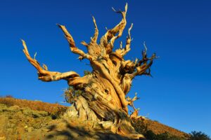 Lessons from the World’s Oldest Tree